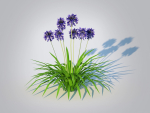 Plant  Agapanthus Africanus-dwarf-blue