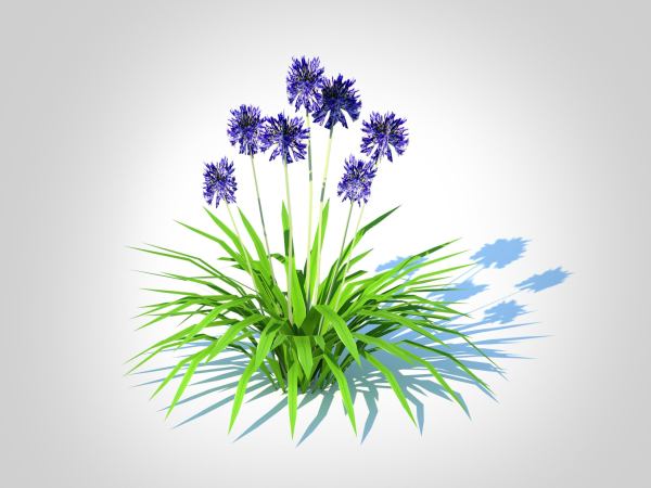 Plant  Agapanthus Africanus-dwarf-blue