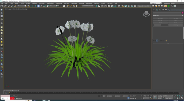 Plant  Agapanthus-dwarf-white