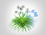 Plant  Agapanthus-dwarf-white