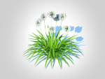 Plant  Agapanthus-dwarf-white