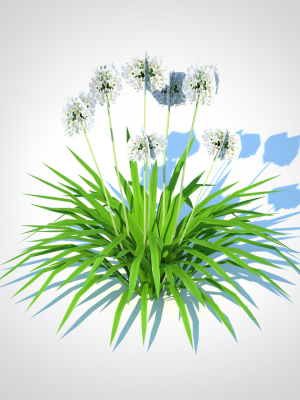 plant-agapanthus-dwarf-white-3d-model-2feba63cd3