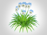 Plant  Agapanthus-dwarf-white