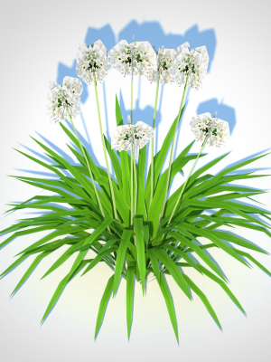 Plant  Agapanthus-dwarf-white