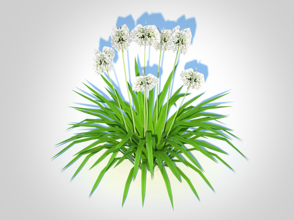 Plant  Agapanthus-dwarf-white