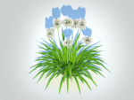 Plant  Agapanthus-dwarf-white