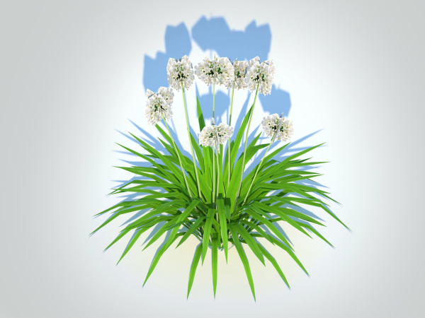 Plant  Agapanthus-dwarf-white