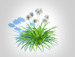 Plant  Agapanthus-dwarf-white