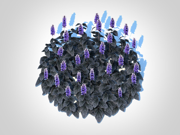 plant  Ajuga Black Scallop - Bugleweed