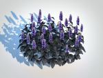 plant  Ajuga Black Scallop - Bugleweed