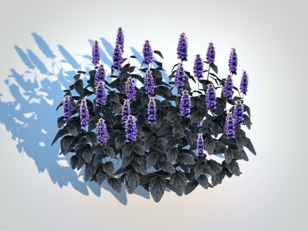 plant  Ajuga Black Scallop - Bugleweed