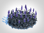 plant  Ajuga Black Scallop - Bugleweed