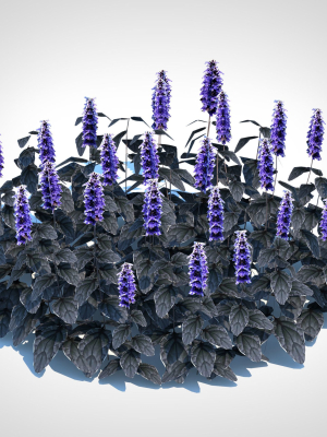 plant-ajuga-black-scallop-bugleweed-3d-model-7b8a3dc087