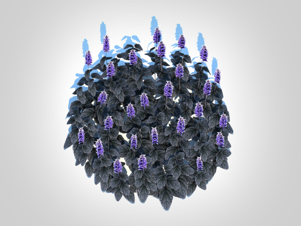 plant  Ajuga Black Scallop - Bugleweed