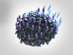 plant  Ajuga Black Scallop - Bugleweed
