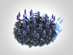 plant  Ajuga Black Scallop - Bugleweed