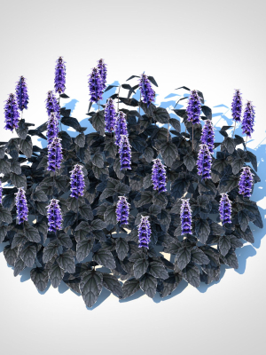 plant  Ajuga Black Scallop - Bugleweed
