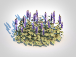 Plant  Ajuga reptans Burgundy Glow - Bugleweed