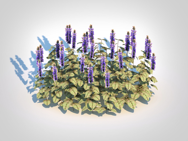 Plant  Ajuga reptans Burgundy Glow - Bugleweed