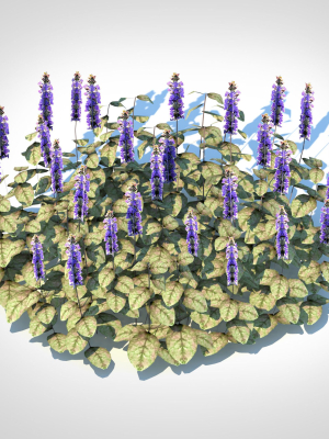 Plant  Ajuga reptans Burgundy Glow - Bugleweed