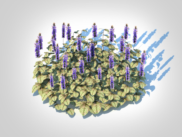 Plant  Ajuga reptans Burgundy Glow - Bugleweed