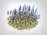 Plant  Ajuga reptans Burgundy Glow - Bugleweed