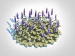 Plant  Ajuga reptans Burgundy Glow - Bugleweed