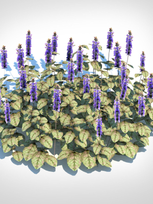 plant-ajuga-reptans-burgundy-glow-bugleweed-3d-model-e61d949fb0