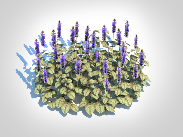 Plant  Ajuga reptans Burgundy Glow - Bugleweed