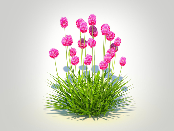 Plant Armeria martima -Gloire de Dusseldorf