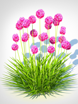 plant-armeria-martima-gloire-de-dusseldorf-3d-model-c228df8506