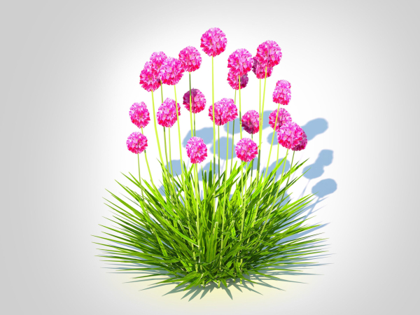 Plant Armeria martima -Gloire de Dusseldorf