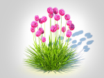 Plant Armeria martima -Gloire de Dusseldorf
