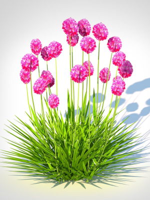 Plant Armeria martima -Gloire de Dusseldorf
