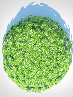 Plant Artemesia schmidtiana - Silvermound