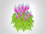 Plant  Astilbe-pink