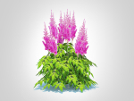 Plant  Astilbe-pink