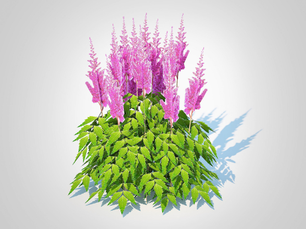 Plant  Astilbe-pink