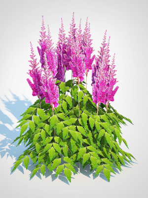 plant-astilbe-pink-3d-model-ced708d494