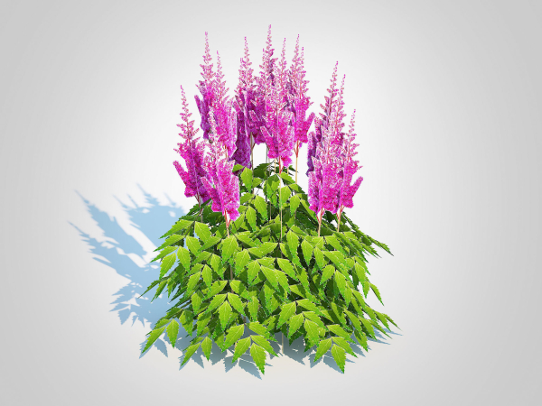 Plant  Astilbe-pink