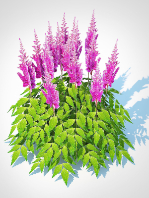 Plant  Astilbe-pink