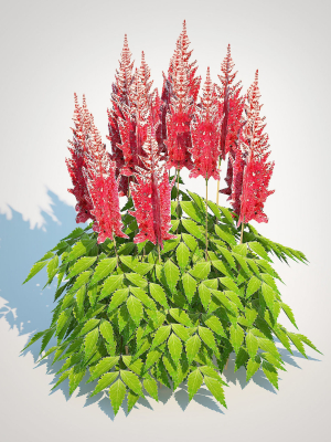 plant-astilbe-red-3d-model-7dffb5e849