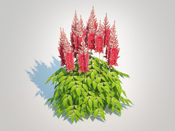 Plant  Astilbe-red