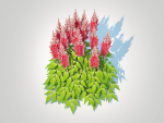 Plant  Astilbe-red