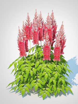 Plant  Astilbe-red