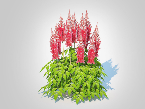 Plant  Astilbe-red