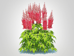 Plant  Astilbe-red