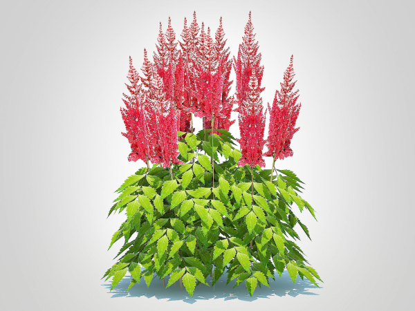 Plant  Astilbe-red