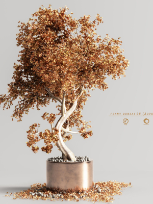 plant bonsai 08  Autumn