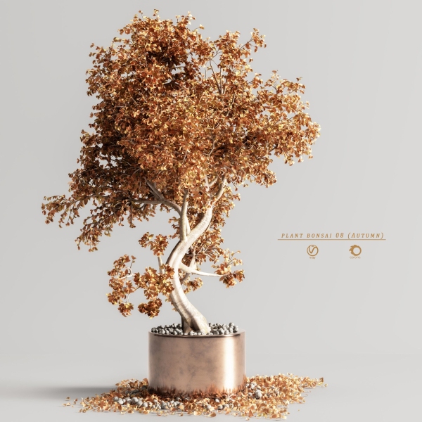 plant bonsai 08  Autumn